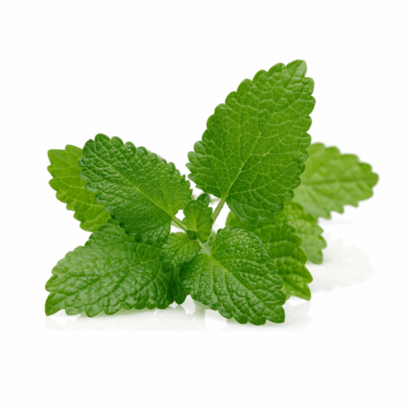 Mélisse citronnée