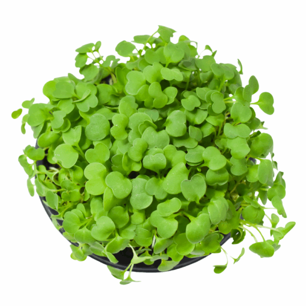 Basilic Vert