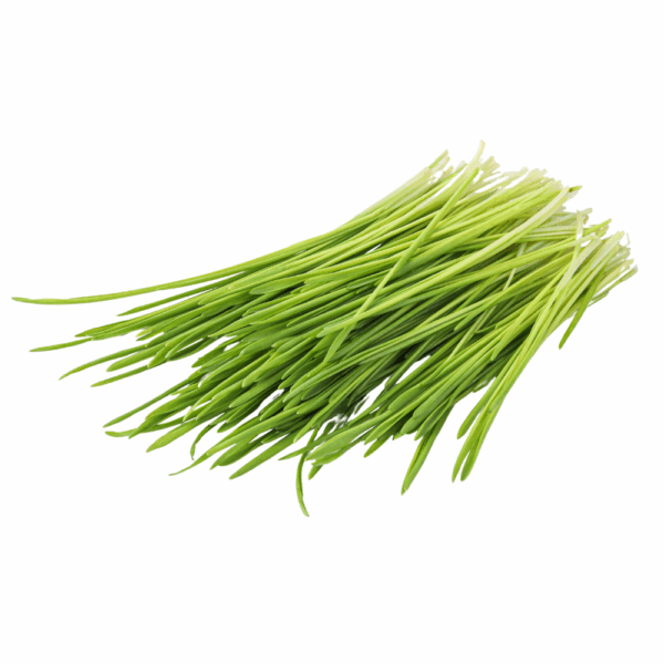 Blé Bio
