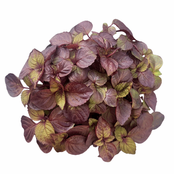 Shiso rouge