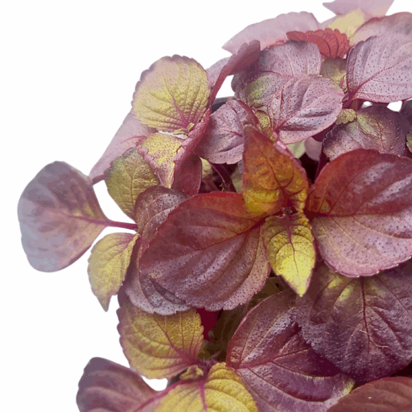 Shiso rouge – Image 3